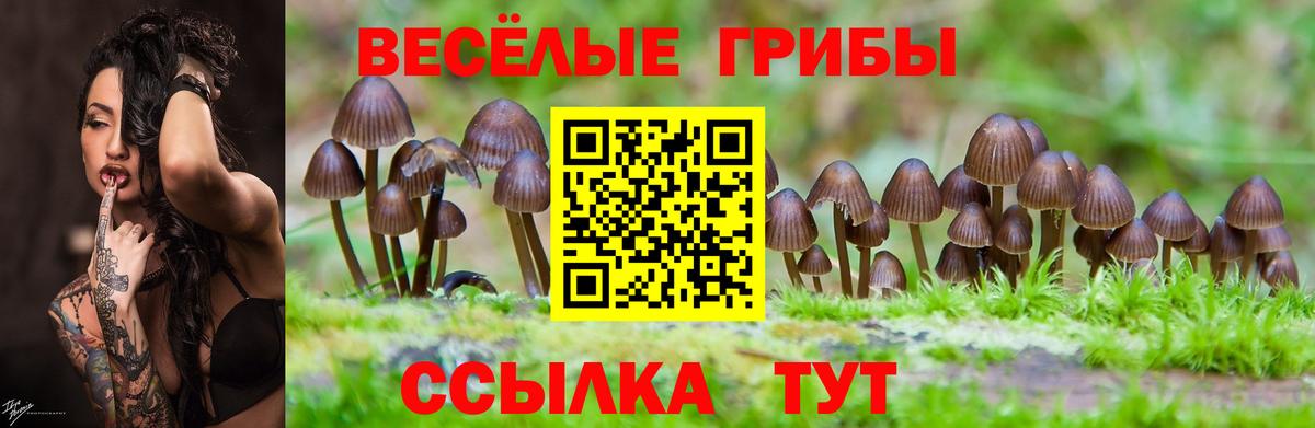 Волоколамск  Псилоцибиновые грибы MAGIC MUSHROOMS  Вход с VPN 